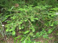 Torreya nucifera var. radicans