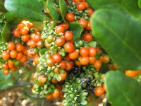 Ercilla