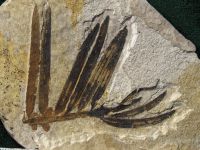 Amentotaxus