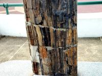 Agathoxylon karooensis