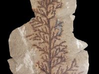 Brachyphyllum
