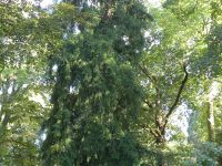 Torreya californica
