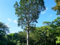Agathis robusta