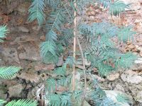 Amentotaxus formosana