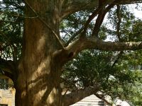 Torreya grandis
