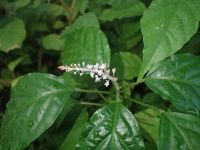Hilleria latifolia