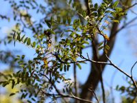 Alvaradoa haitiensis