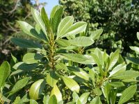 Soulamea amara