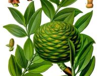 Agathis philippensis