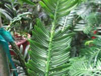 Amentotaxus argotaenia