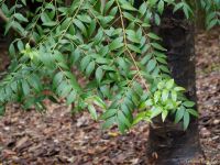 Agathis atropurpurea