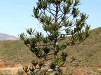 Araucaria rulei