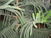 Araucaria muelleri