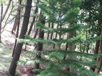 Araucaria nemorosa