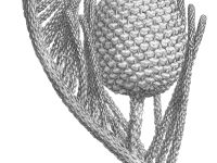 Araucaria subulata