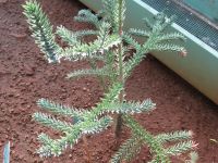 Araucaria montana