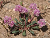 Calyptridium monospermum
