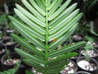 Cephalotaxus mannii