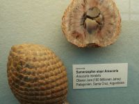 Araucaria mirabilis