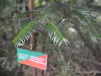 Cephalotaxus griffithii
