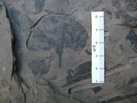 Chiropteris