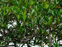 Soulamea terminalioides