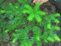 Torreya taxifolia