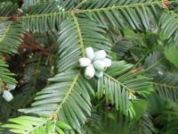 Cephalotaxus harringtonia