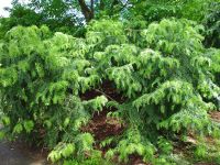 Cephalotaxus sinensis