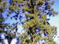 Araucaria bidwillii