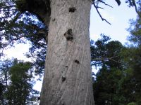 Agathis australis