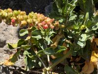 Anisomeria coriacea