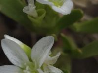 Neopaxia australasica