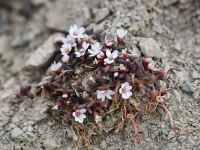 Neopaxia erythrophylla