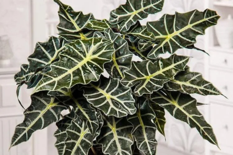 Фото 4