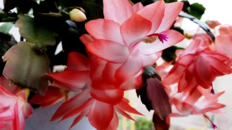 Фото 6