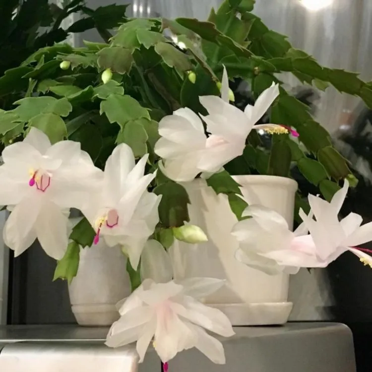 Фото 4