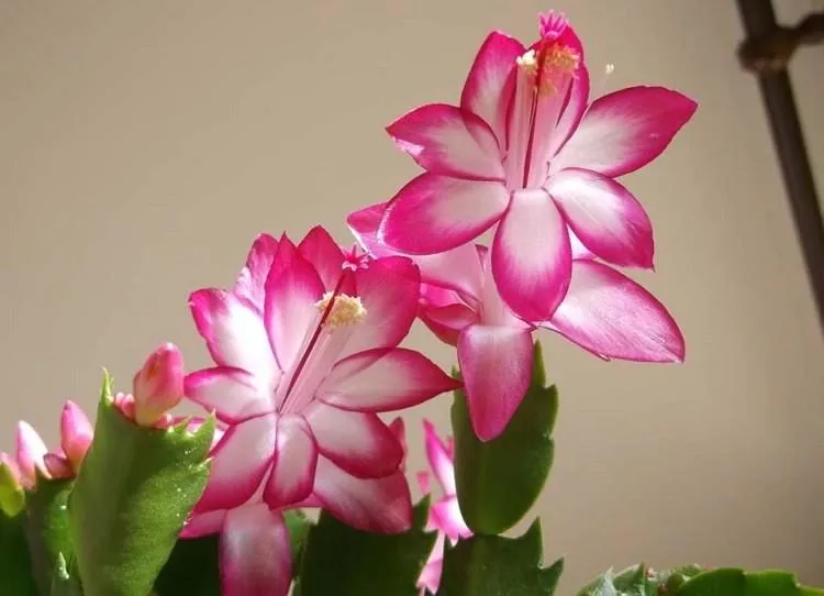 Фото 7