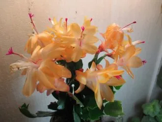 Фото 2