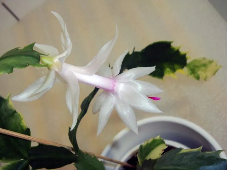 Фото 9