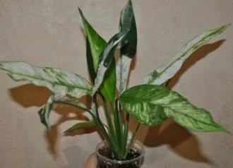 Фото 6