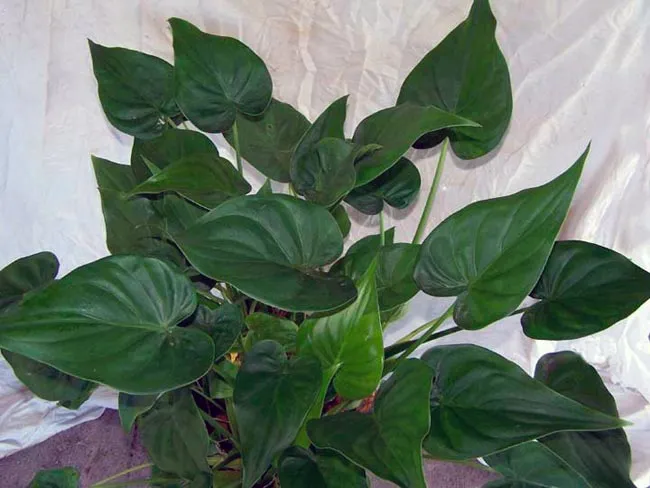Фото 6