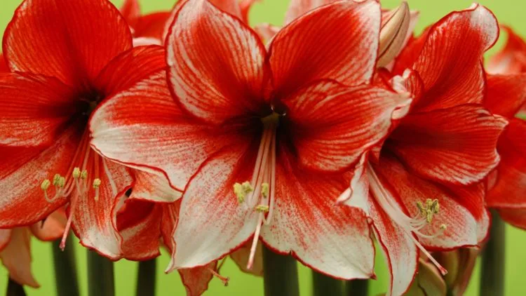 Фото 4