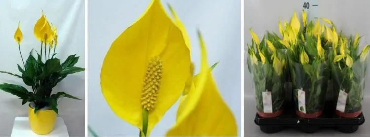 Фото 4