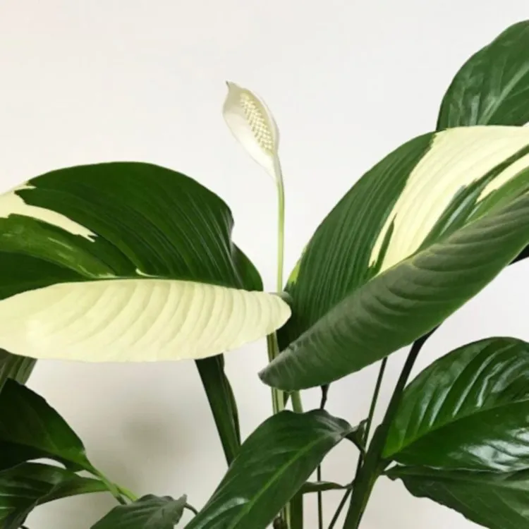 Фото 4