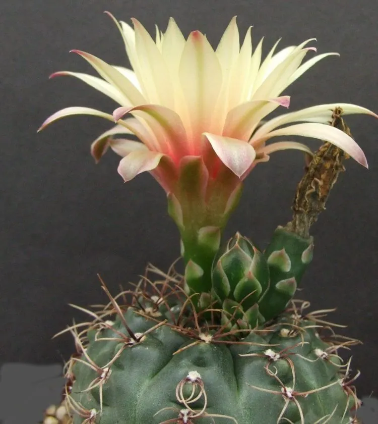 Фото 4