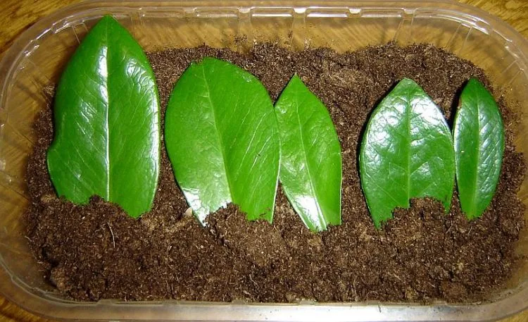 Фото 6