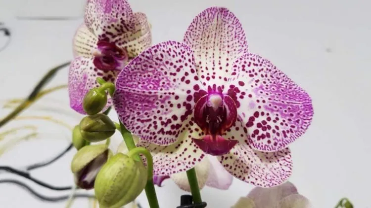 Фото 2