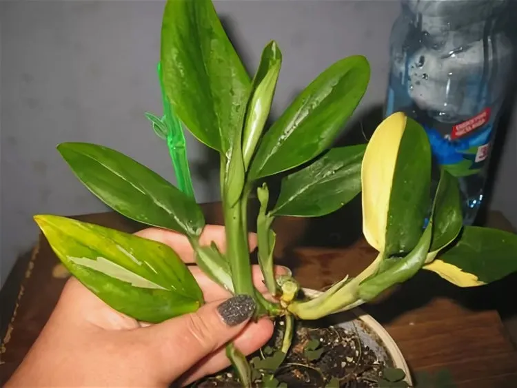 foto18521-8