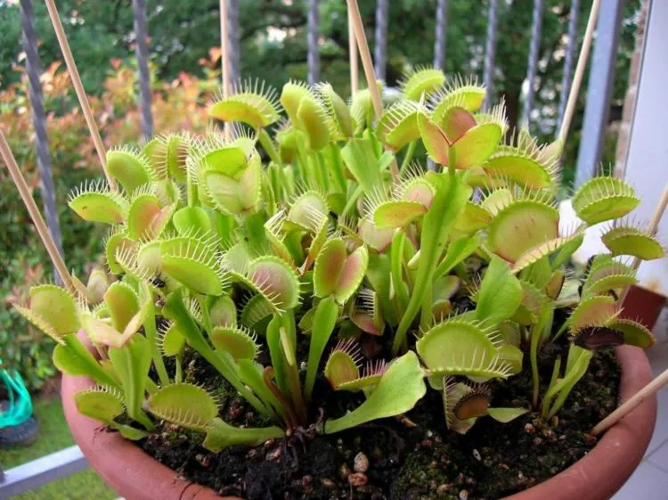 Можно поставить у окна или на балконе